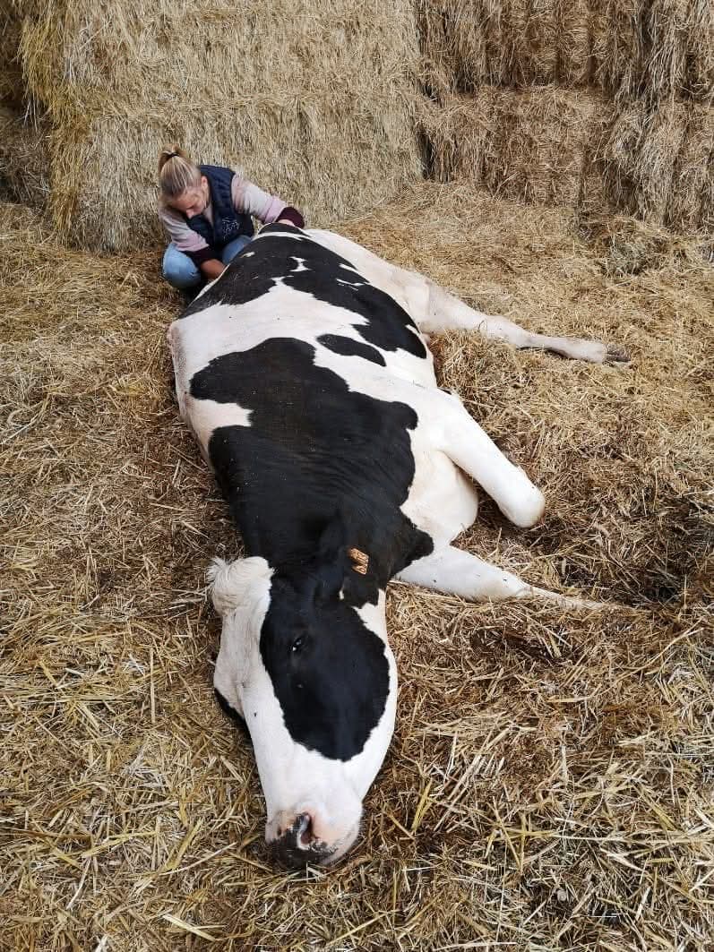 Manon Cibick avec une vache couchée dans la paille