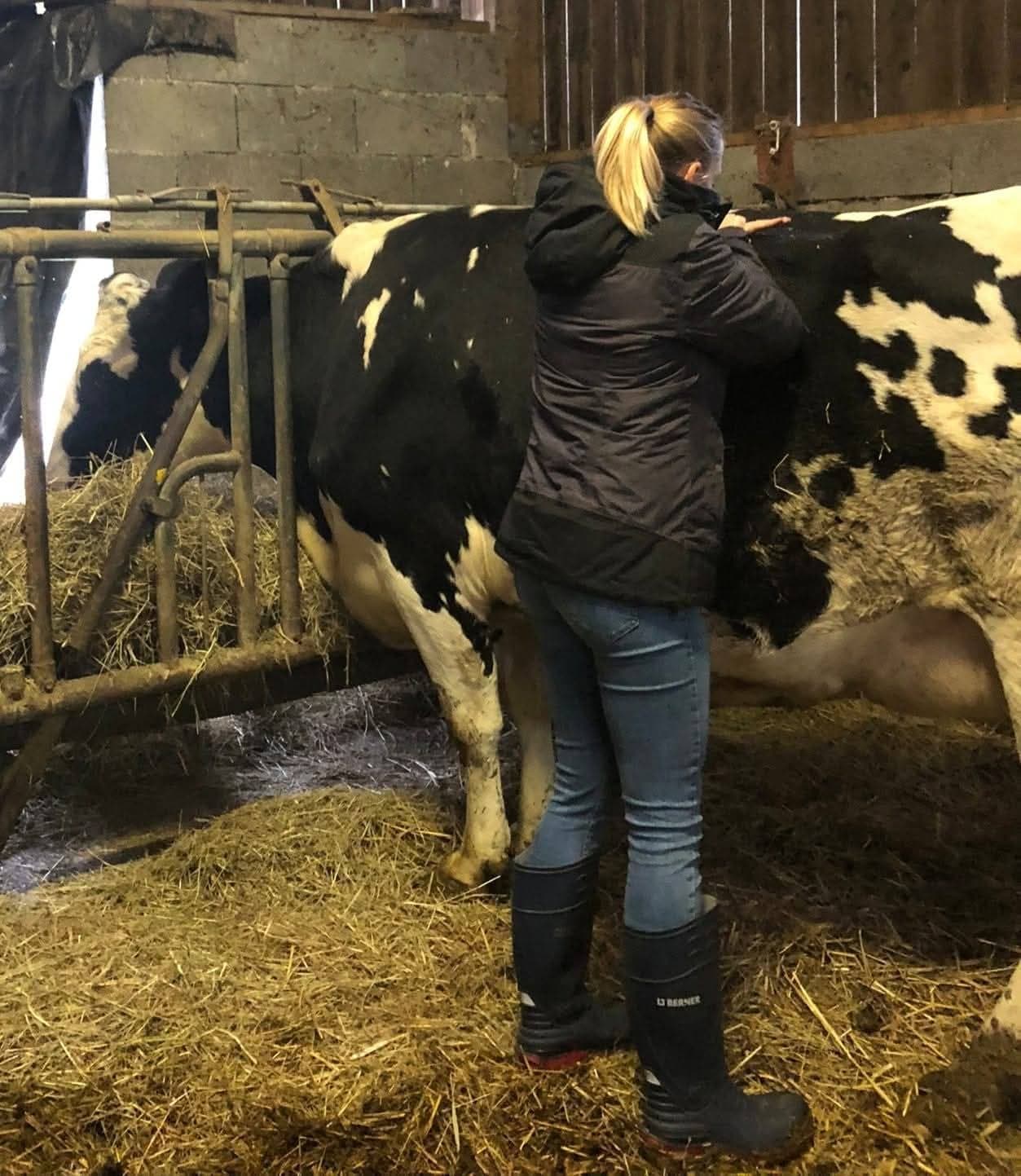 Manon Cibick soignant une vache